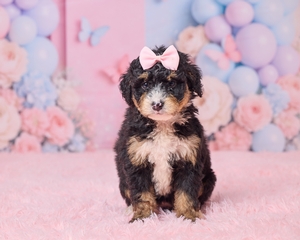 Lauri Mini Bernedoodle